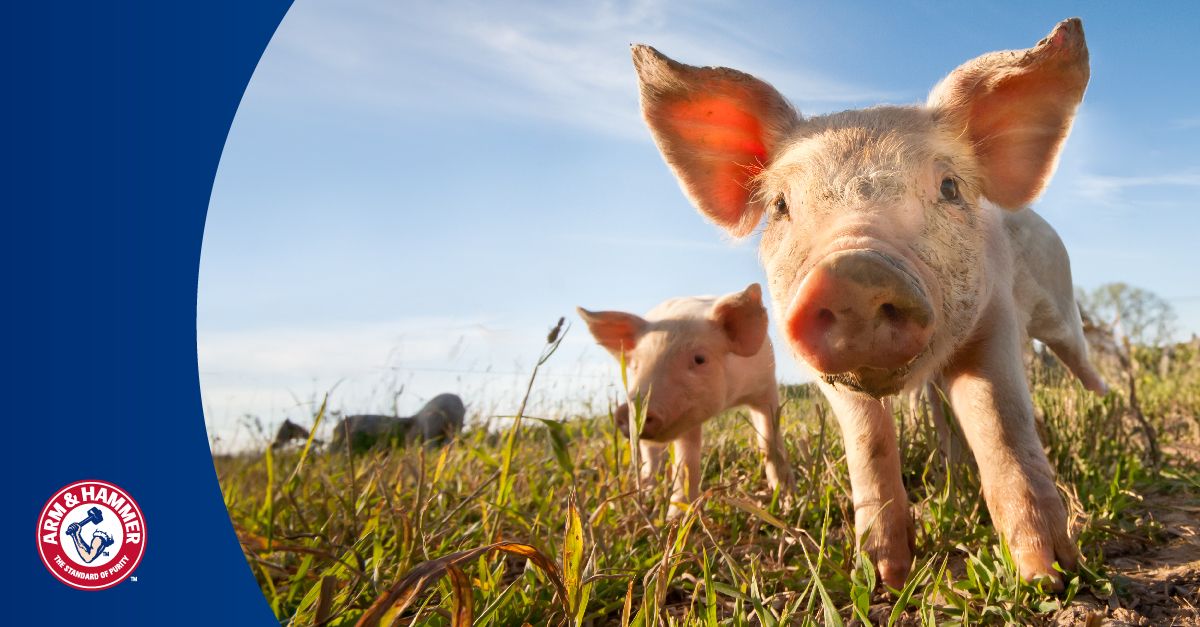 5 Jobs in Animal Nutrition Church & Dwight Careers Church & Dwight